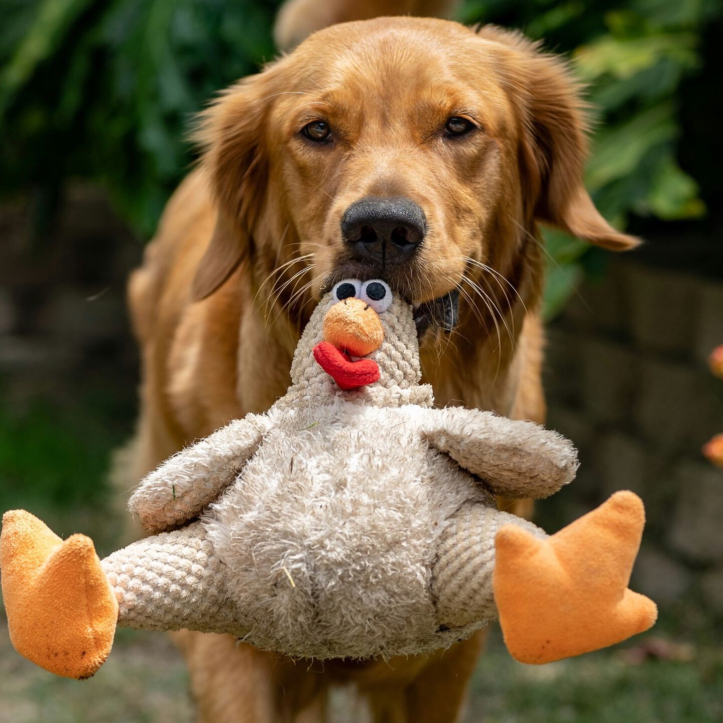 <b>CAN DOGS EAT RAW CHICKEN?</b><br><br>Explore the truth about feeding your dog raw chicken, from nutritional benefits to safety precautions...</br>